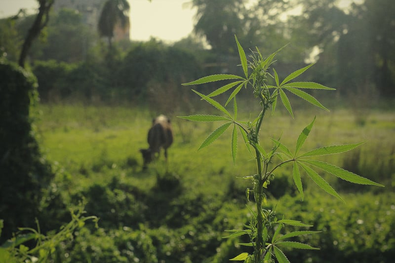 Protege tus plantas de cannabis de los animales hambrientos