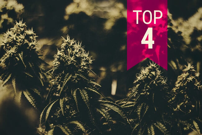 4 cepas de cannabis que producen cosechas masivas