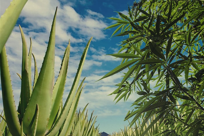 Utiliza aloe vera para proteger y nutrir tu cultivo de cannabis