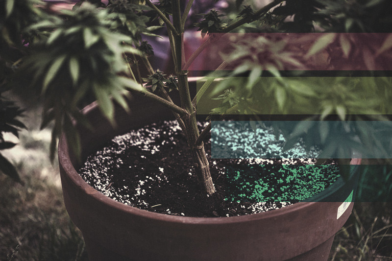 www.royalqueenseeds.es