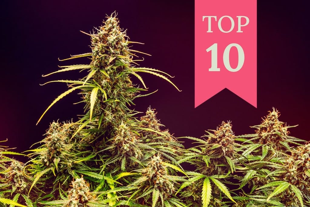 Las 10 mejores variedades de cannabis de efecto eufórico 	