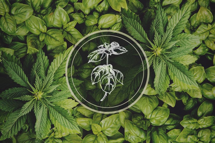Plantas que repelen los pulgones: la albahaca como cultivo asociado de la marihuana