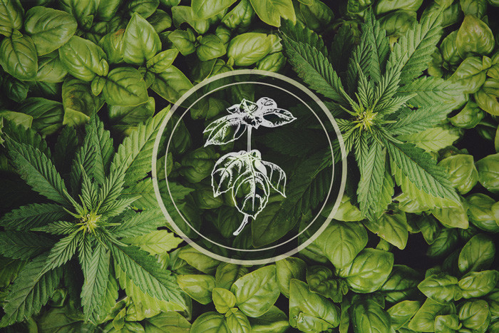 Plantas que repelen los pulgones: la albahaca como cultivo asociado de la marihuana