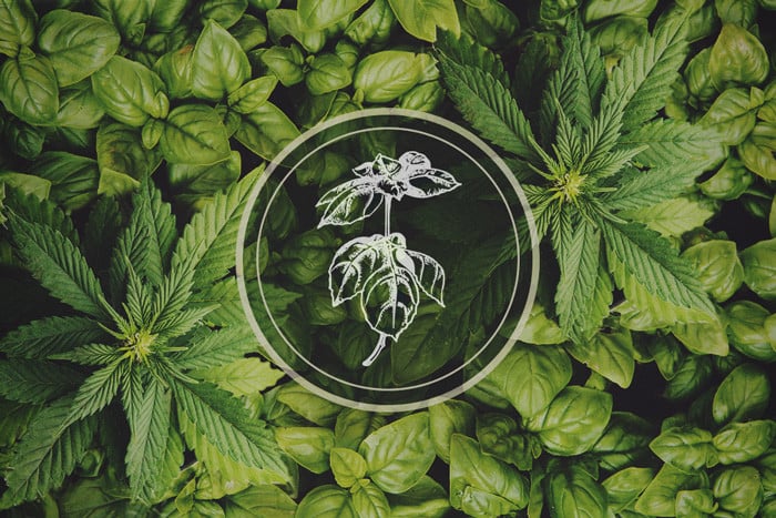 Plantas que repelen los pulgones: la albahaca como cultivo asociado de la marihuana