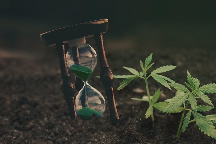 Trucos que ahorran tiempo al cultivador de cannabis con una agenda apretada