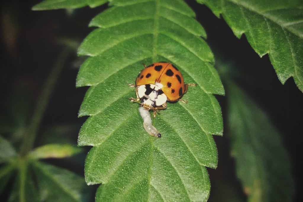 Cómo utilizar los insectos para proteger tus plantas de marihuana