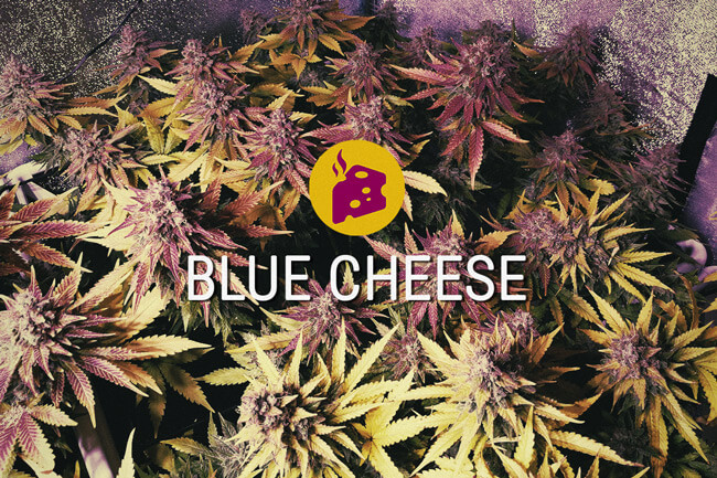 Blue Cheese: la cima de la exquisitez cannábica