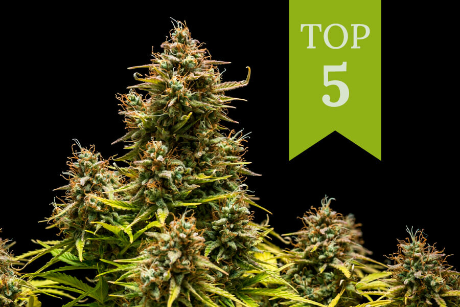 Las 5 mejores variedades de marihuana para consumir durante el día