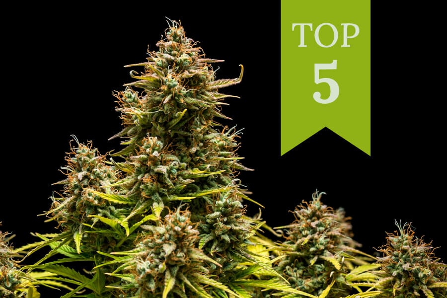 Las 5 mejores variedades de marihuana para consumir durante el día