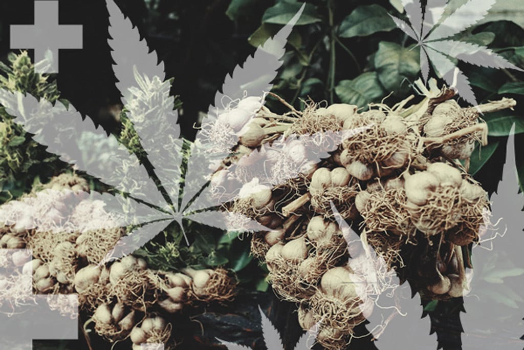 Repelentes naturales y caseros para las plagas del cannabis 