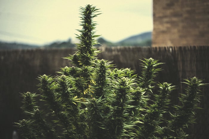 Producción de marihuana por planta