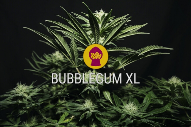 Semillas de Cannabis Feminizadas Bubblegum XL 