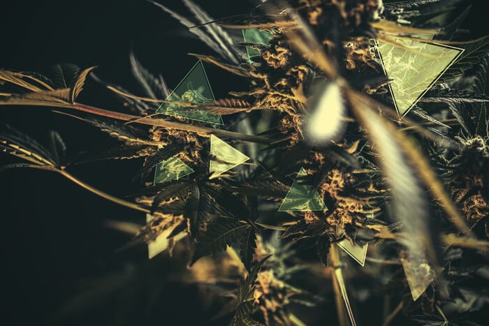 ¿Cuánto THC y CBD tendrá tu planta de cannabis?