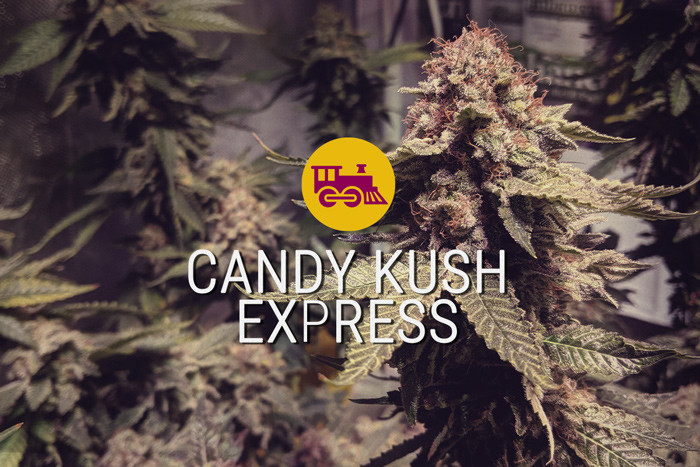 Semillas de Cánnabis Feminizadas Candy Kush Express