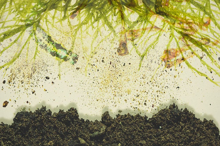 Fertilización superficial para mejorar el suelo de tus plantas de marihuana