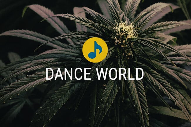 Semillas Médicas de Cannabis Dance World