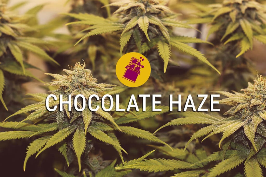 Chocolate Haze: experimenta el dulzor de la vida