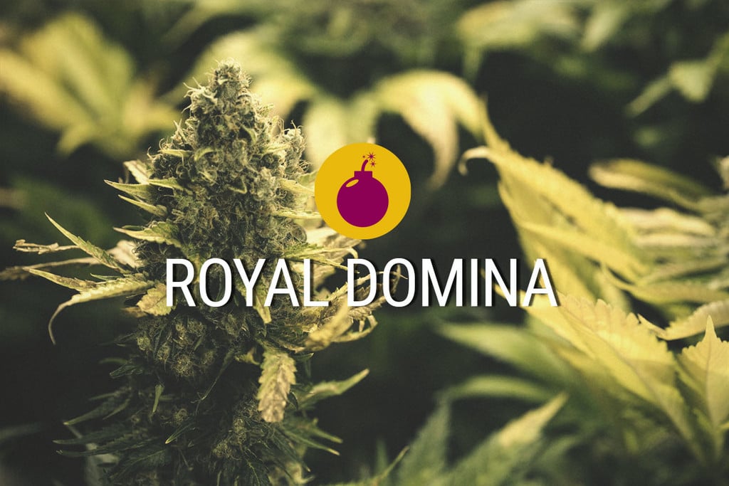 Royal Domina: una índica contundente digna de la realeza