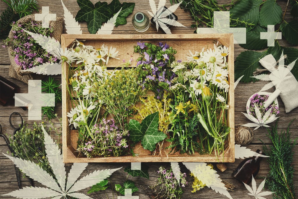 Fertilizantes y remedios herbales para el cannabis orgánico