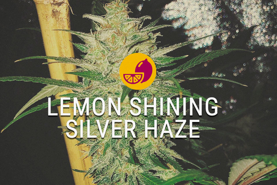 Lemon Shining Silver Haze: una sativa que nunca duerme