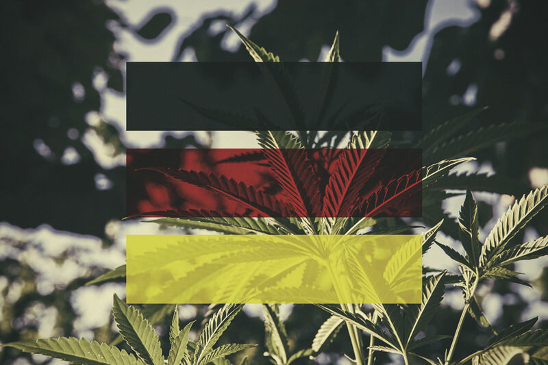 Cómo cultivar cannabis en exterior en Alemania, mes a mes