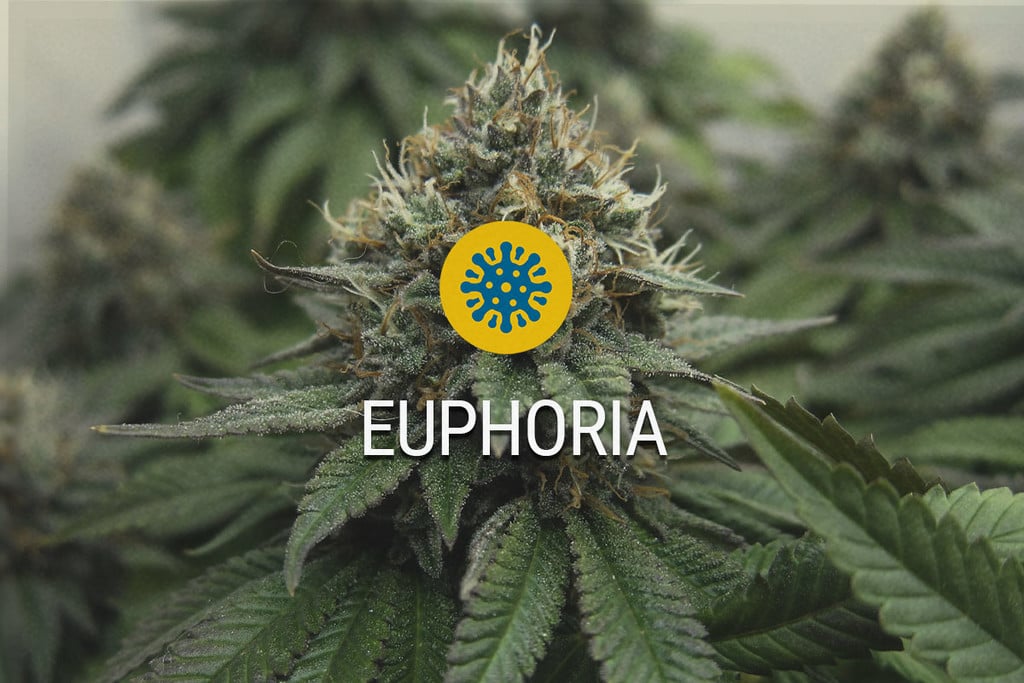 Euphoria: CBD y THC trabajando codo con codo