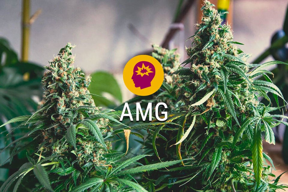 AMG (Amnesia Mac Ganja): recarga tu cerebro