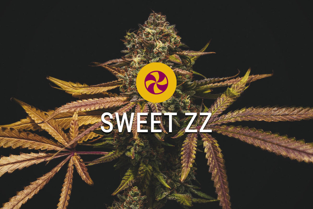 Sweet ZZ: ¡su sabor es solo el aperitivo!
