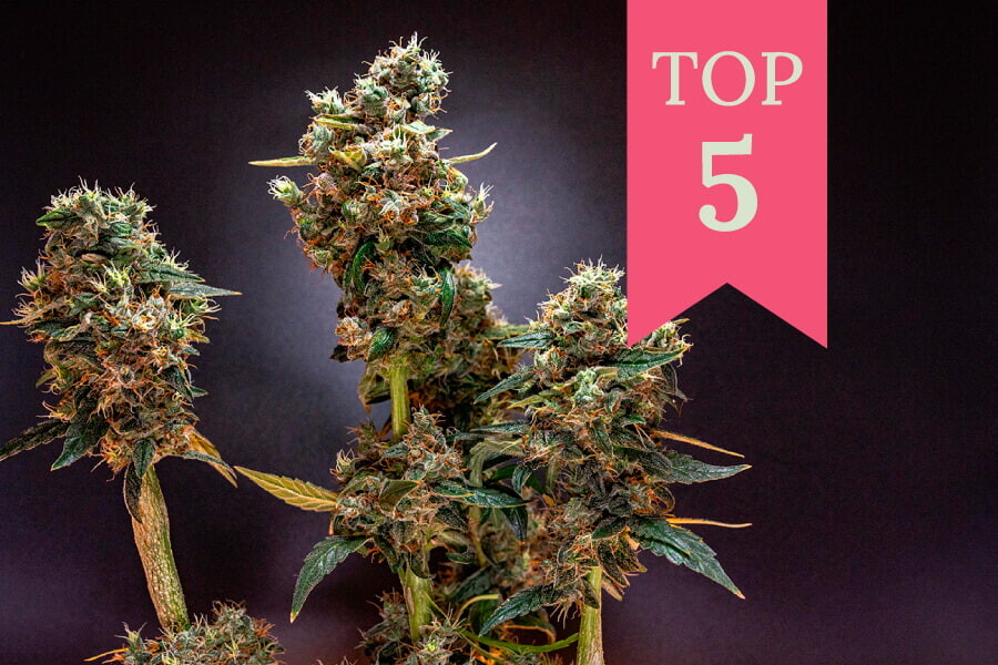 Las 5 mejores variedades de marihuana para días lluviosos