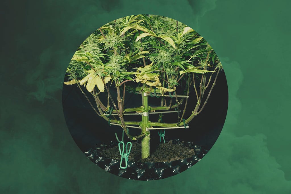 Entrevistas RQS - Magnetous, el maestro entrenador de cannabis