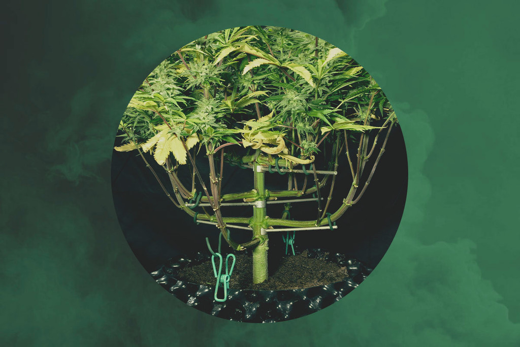 Entrevistas RQS - Magnetous, el maestro entrenador de cannabis