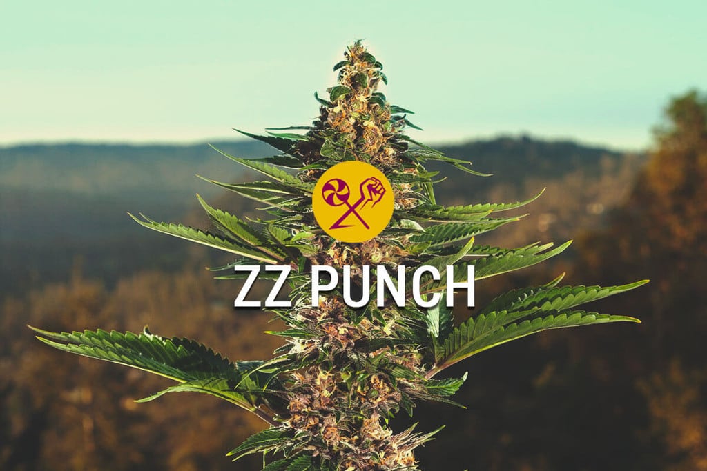 ZZ Punch de RQS x Zamnesia: Una unión cannábica perfecta