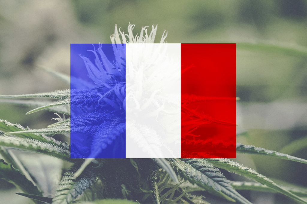 Guía para cultivar marihuana en exterior en Francia mes a mes 