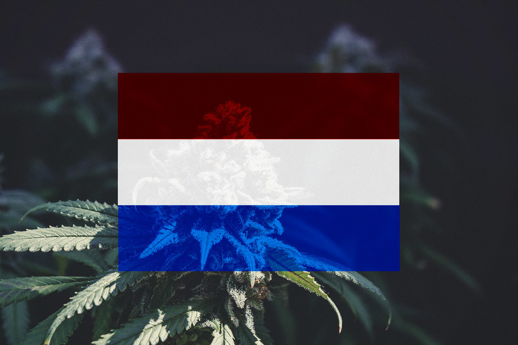 Guía para cultivar marihuana en exterior en Holanda mes a mes