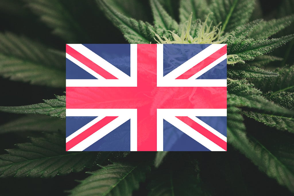Cultivar marihuana en exterior en el Reino Unido: guía mes a mes 