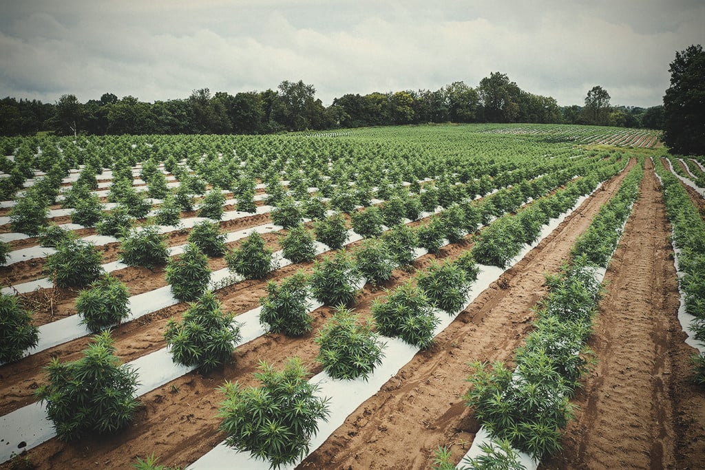 ¿Puede aplicarse la agricultura regenerativa al cultivo de cannabis?