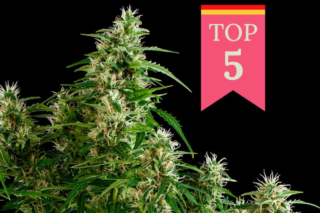 Las 5 variedades de marihuana más populares en Alemania