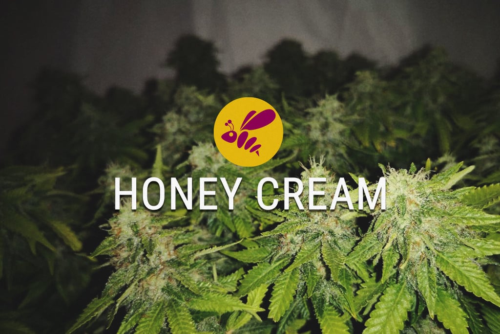 Honey Cream: dulce en todos los sentidos