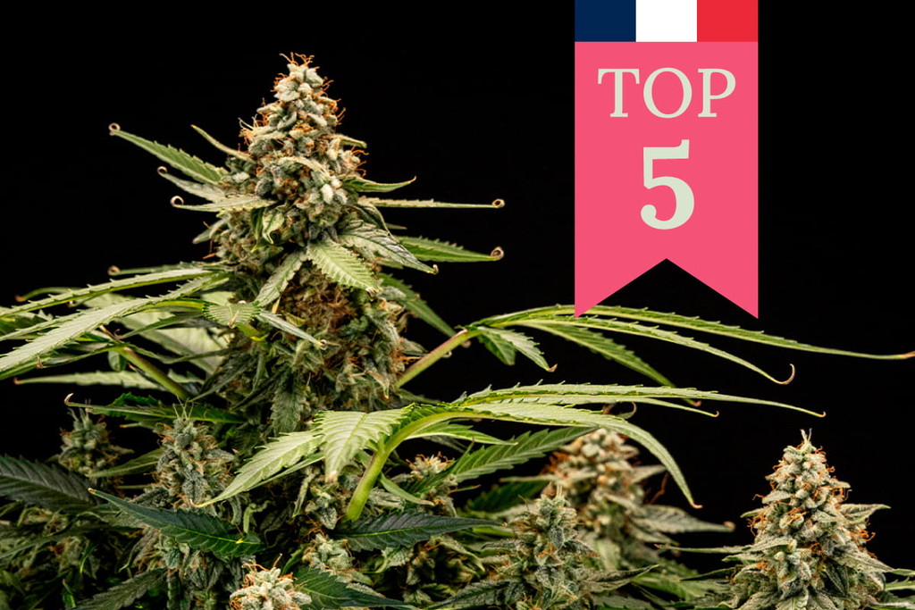 Las 5 variedades de marihuana más populares en Francia