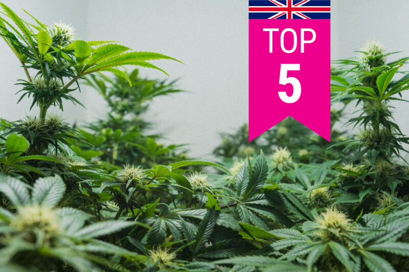 Las 5 variedades más populares en el Reino Unido