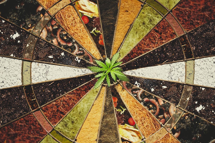 ¿Cuál es el mejor medio de cultivo para la marihuana?