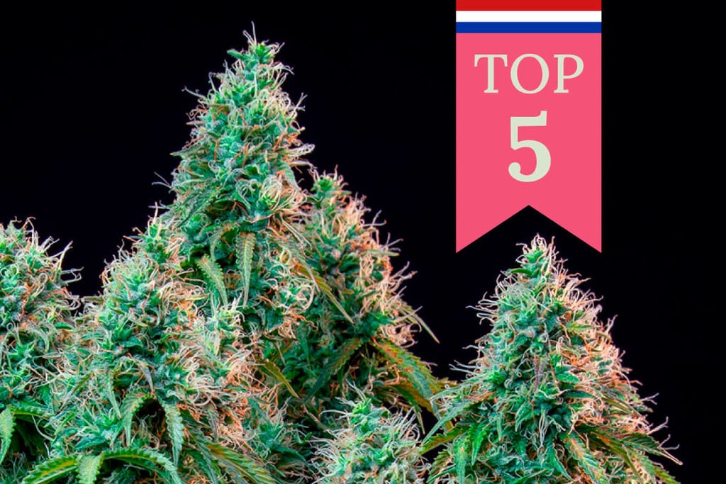 Descubre las 5 variedades de marihuana más populares en los Países Bajos