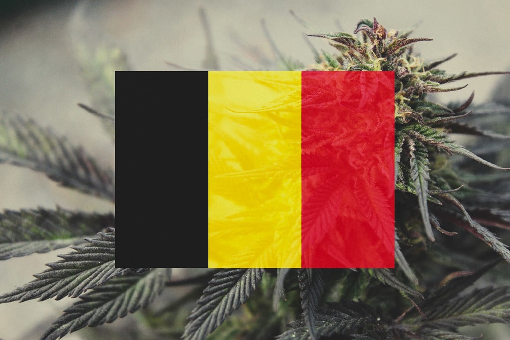 Cultivar cannabis en exterior en Bélgica: guía mes a mes [2022]