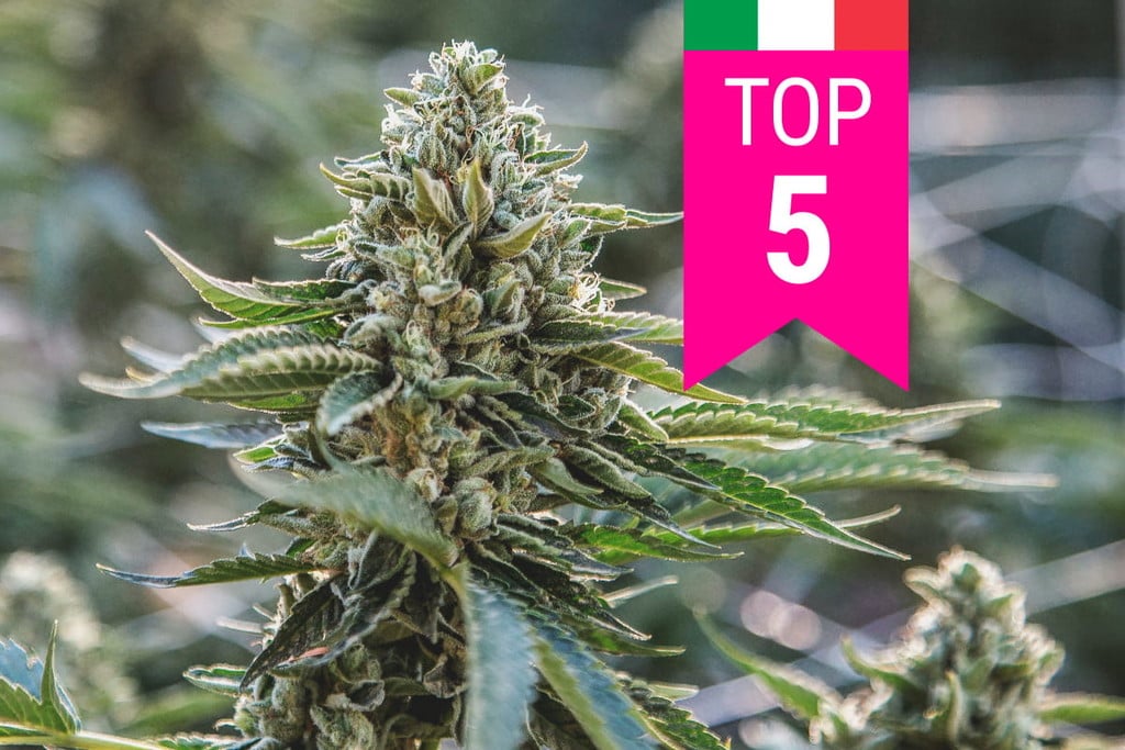Las 5 variedades de marihuana más populares en Italia