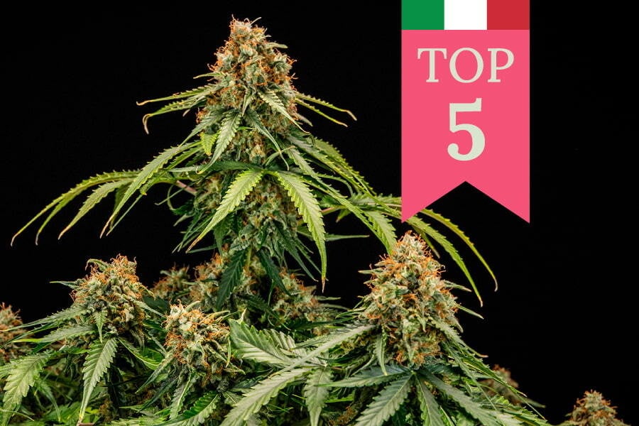 Las 5 variedades de marihuana más populares en Italia - RQS Blog