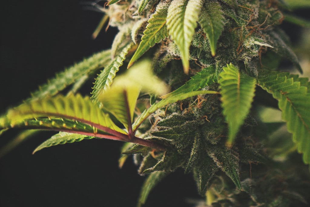 ¿Deberían preocuparte los tallos rojos o morados del cannabis?