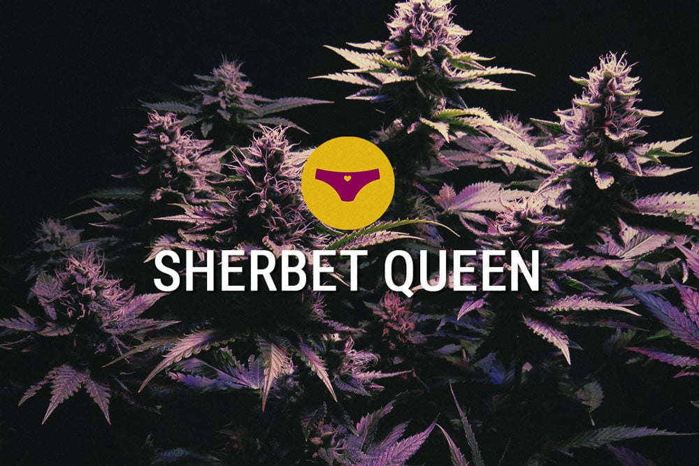 Sherbet Queen: Una Índica Deliciosa Con Una Potencia Asombrosa