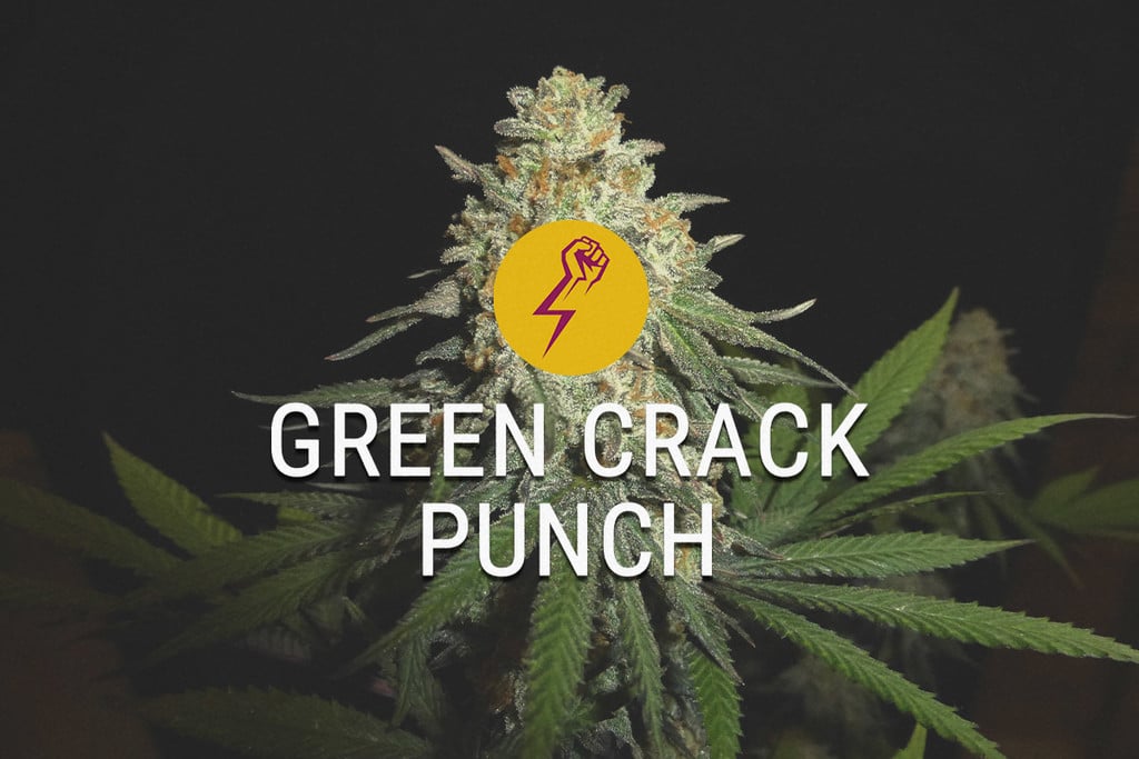 Green Crack Punch: una nueva interpretación de las genéticas clásicas estadounidenses