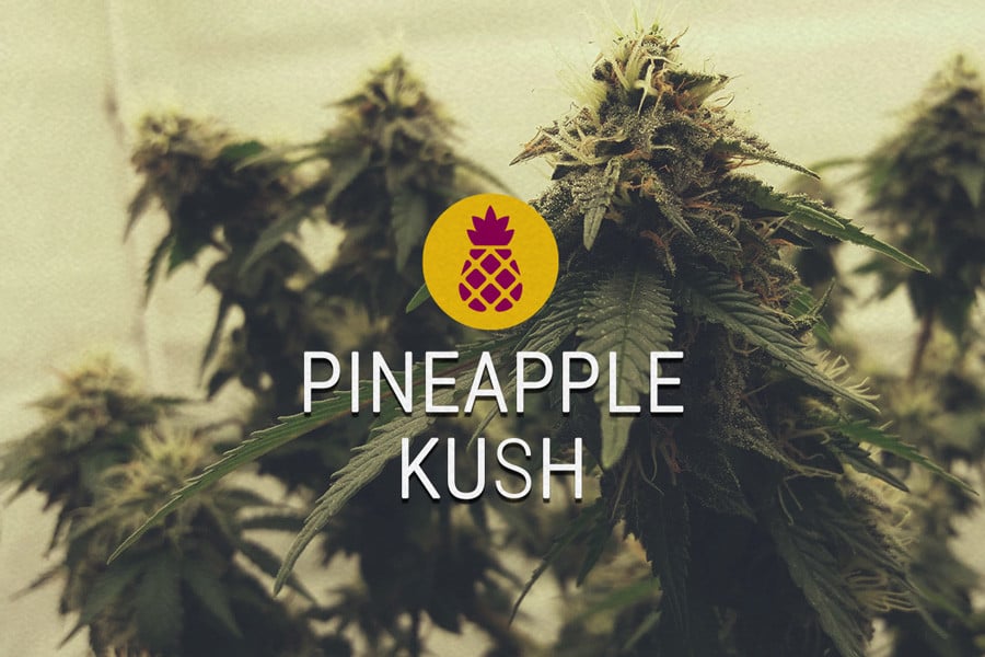 Semillas de Cannabis Feminizadas Pineapple Kush