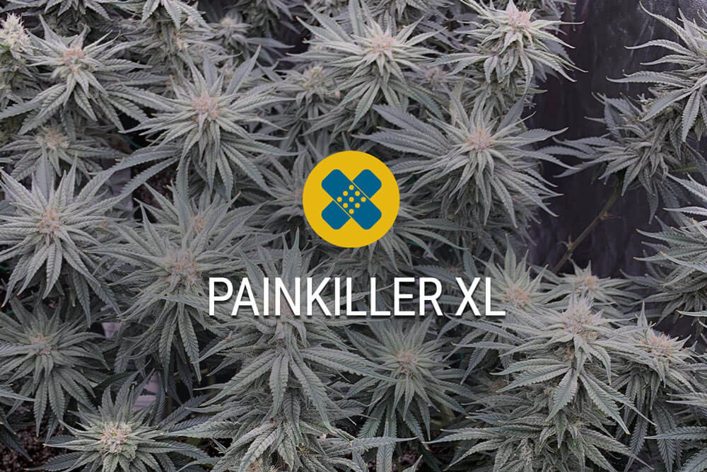 Análisis sobre la variedad Painkiller XL